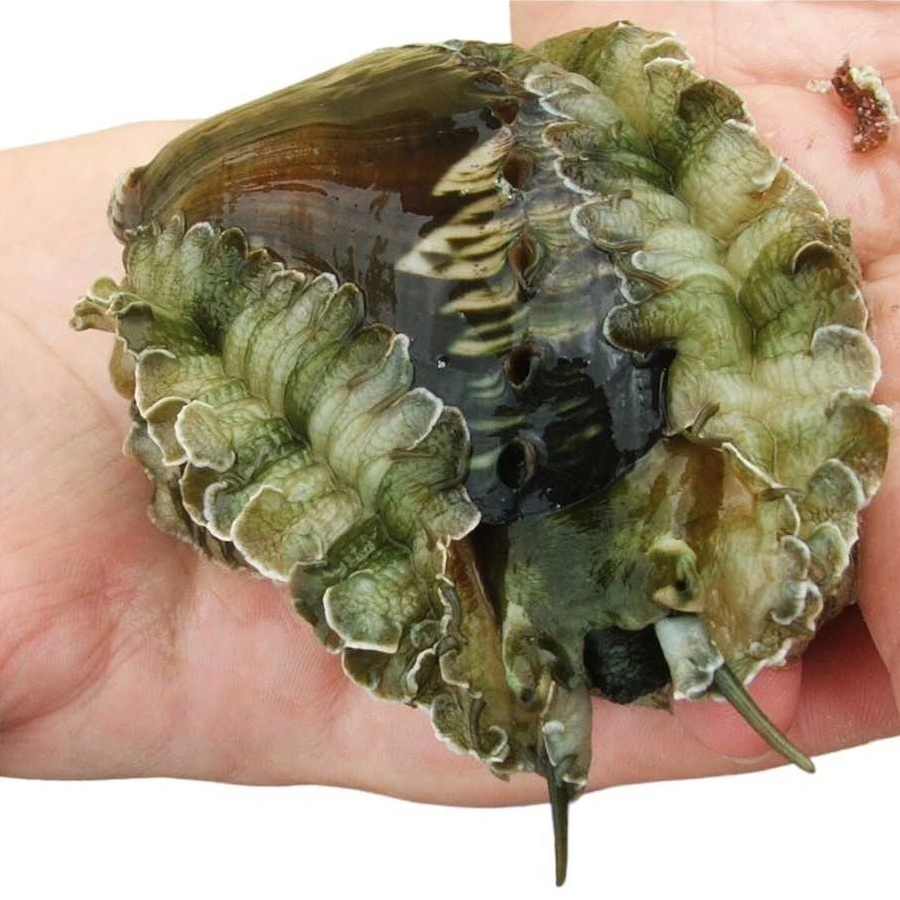 Haliotis asinina Abalone 6-10 cm